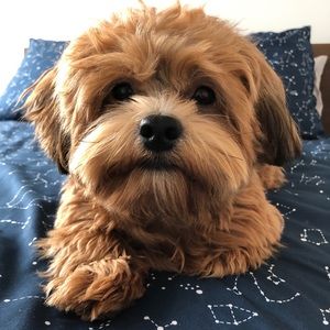 Meet your Posher, Jade